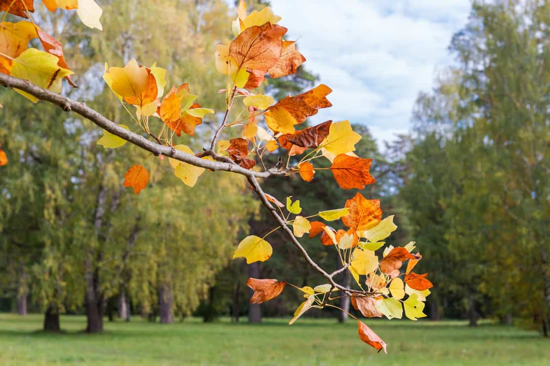 Branch of the tulip tree of species Liriodendron tulipifera with bright autumn leaves on a blurred background of the other trees in park