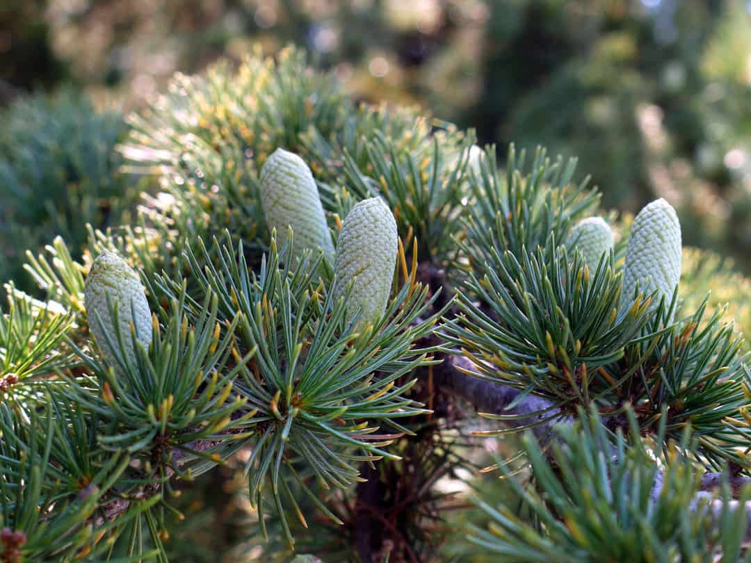 Spruce Tree Branches With Tender Young Cones 