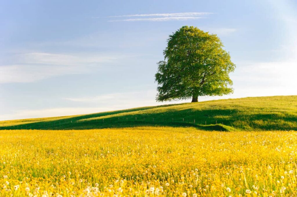 perfect single beech tree in meadow at spring