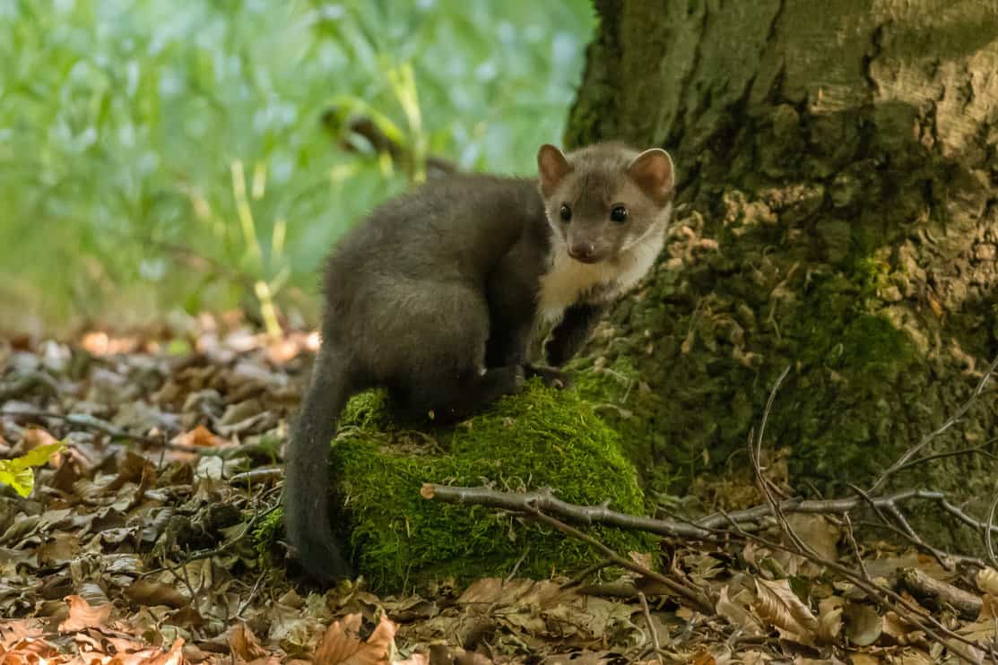 9 Natural Predators That Eat Chipmunks - Pest Pointers