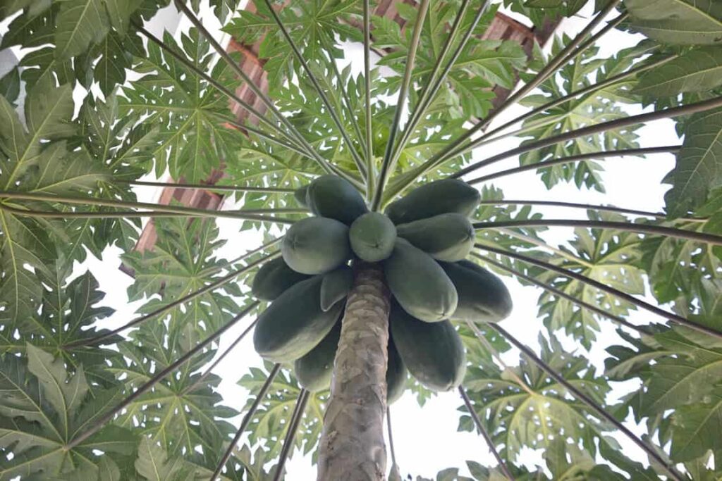 Papaya tree, green papaya