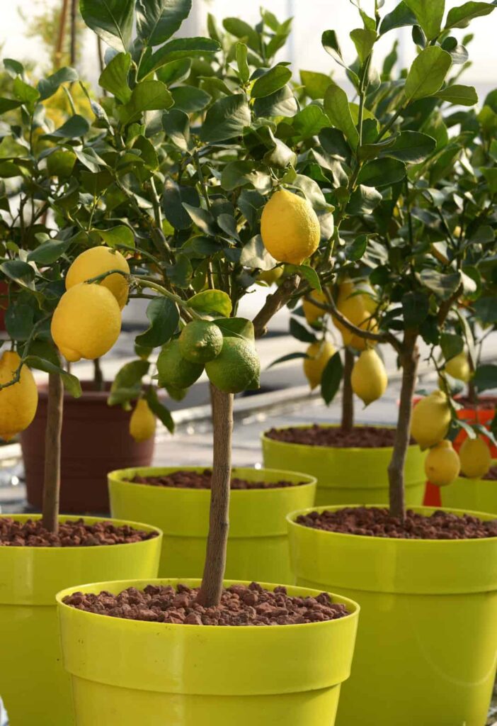 Close up Plenty of Small Lemon Trees with Yellow and Green Fruits Growing on Yellow Pots.