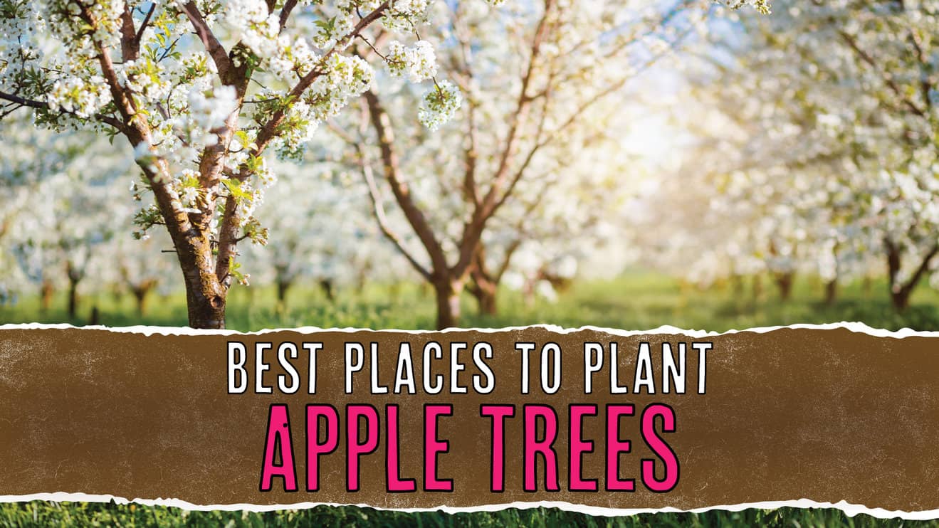 5-best-places-to-plant-an-apple-tree-and-how-to-do-it-tree-journey