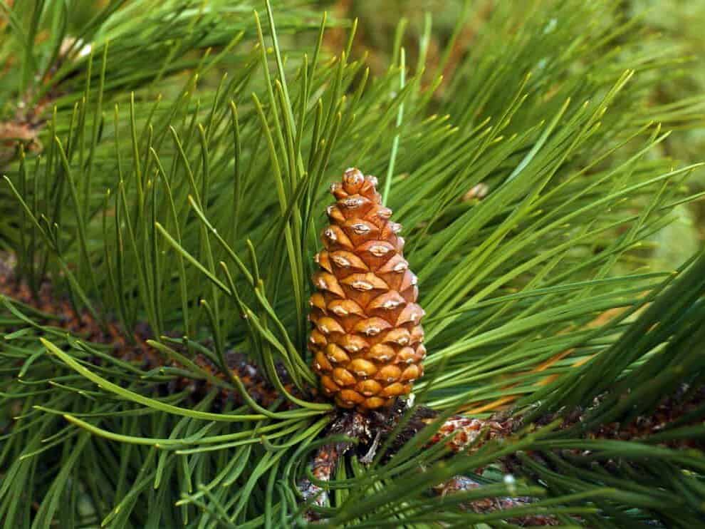 A close-up of a pine cone at the end of a branch with pine needles splayed in a circle around it.