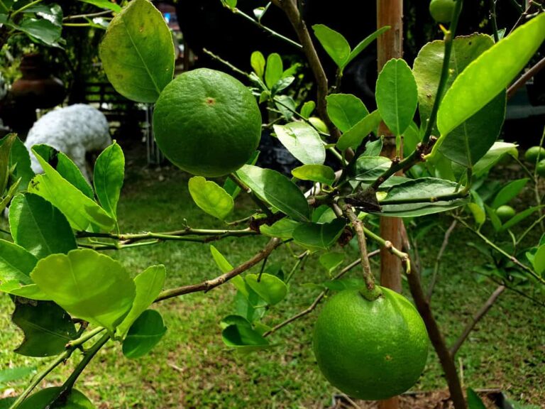 BEST TIME TO PLANT LIME TREE IN CALIFORNIA visual data 8