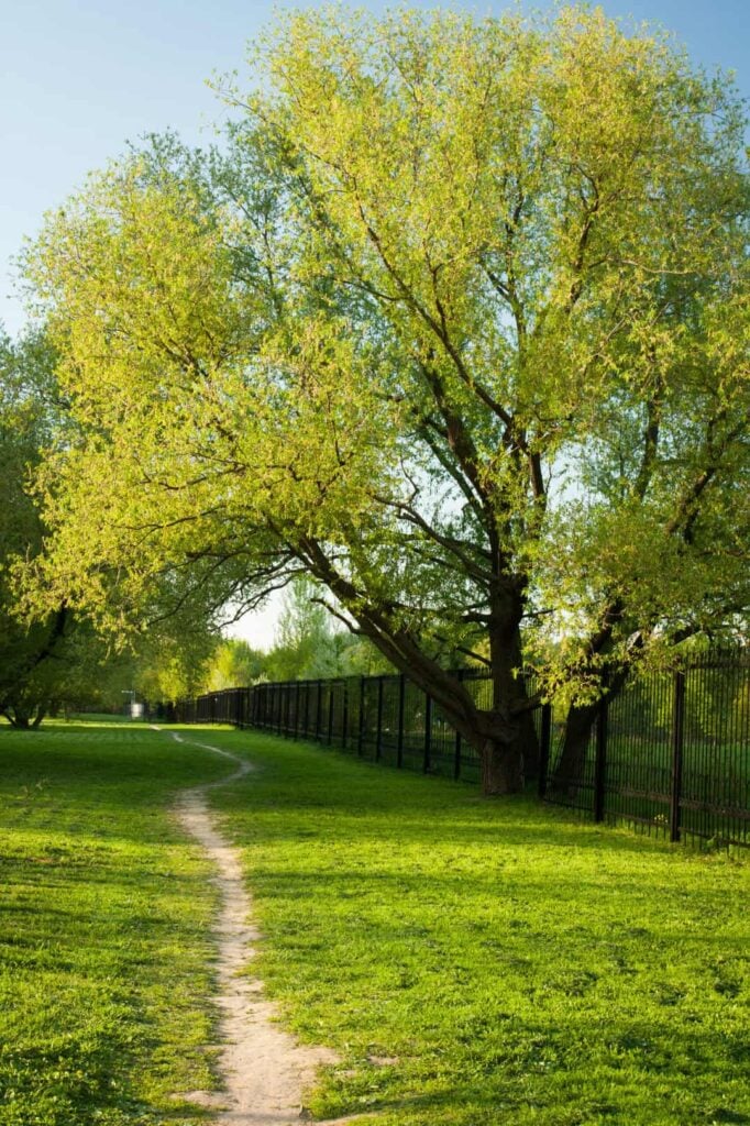 A mature ash tree along a fence in a grass lawn with a small dirt path.