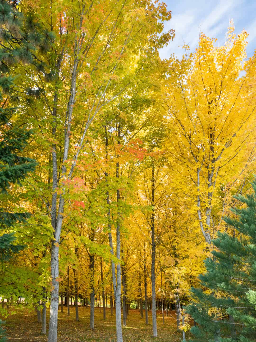 A grove of sugar maples with yellow fall foliage.