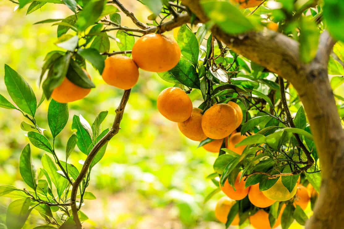 oranges growing on orange tree