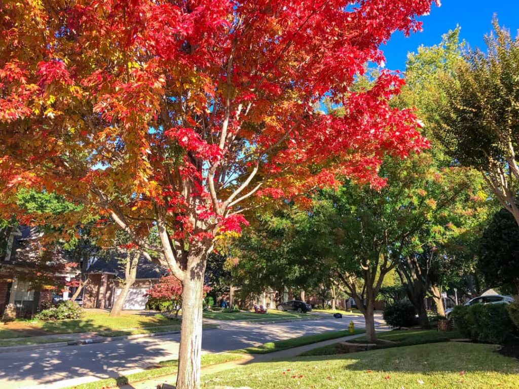 Beautiful red maple tree for shade in yard