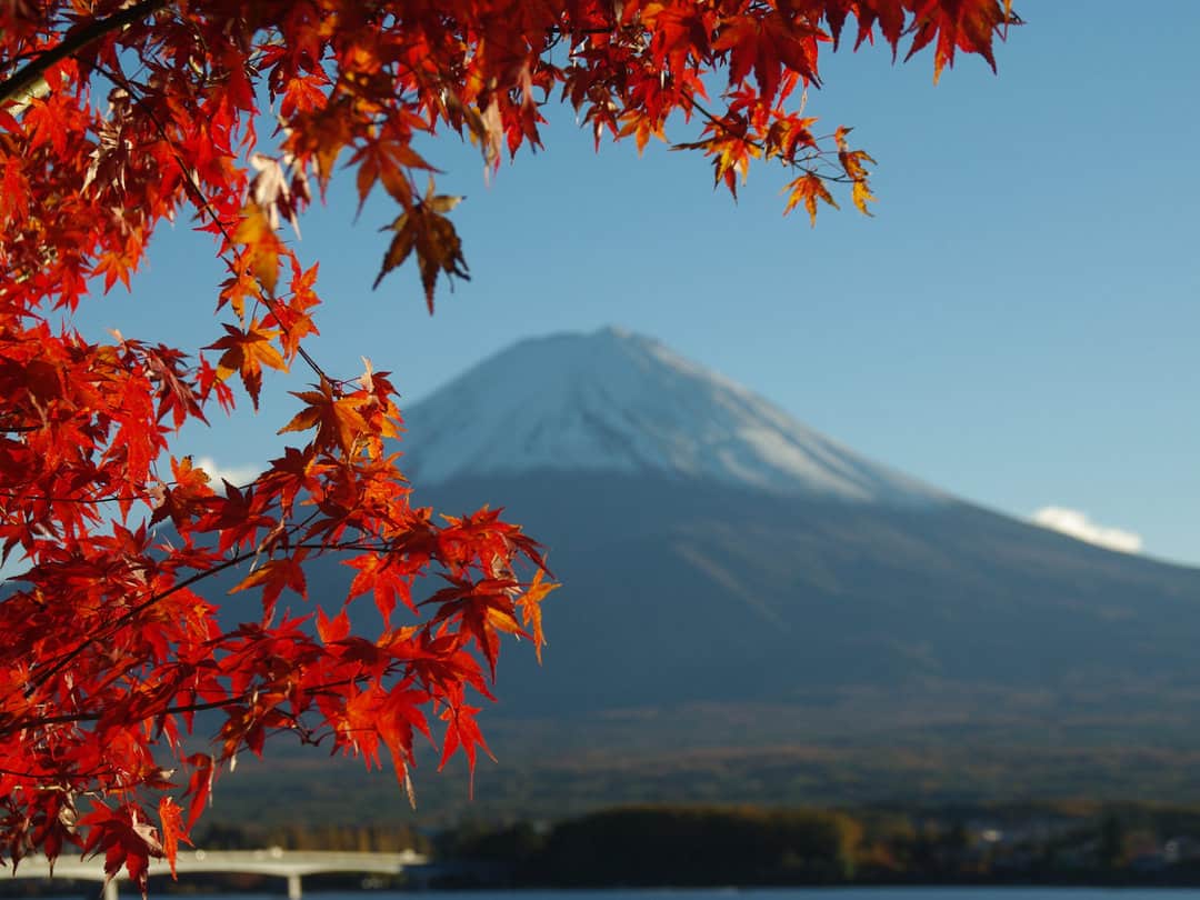 The red leaves of a Japanese maple tree partially framing a snow capped Mount Fuji in the background.