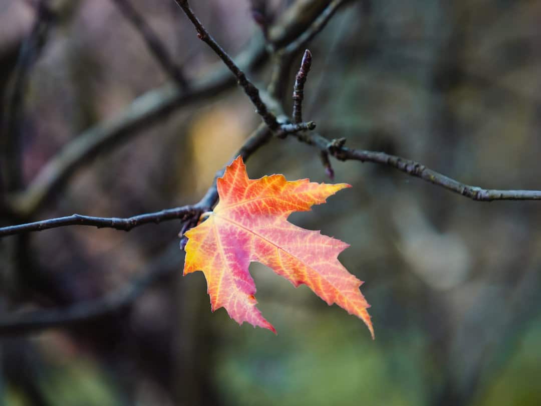 A single red and orange maple leaf on an otherwise bare branch.
