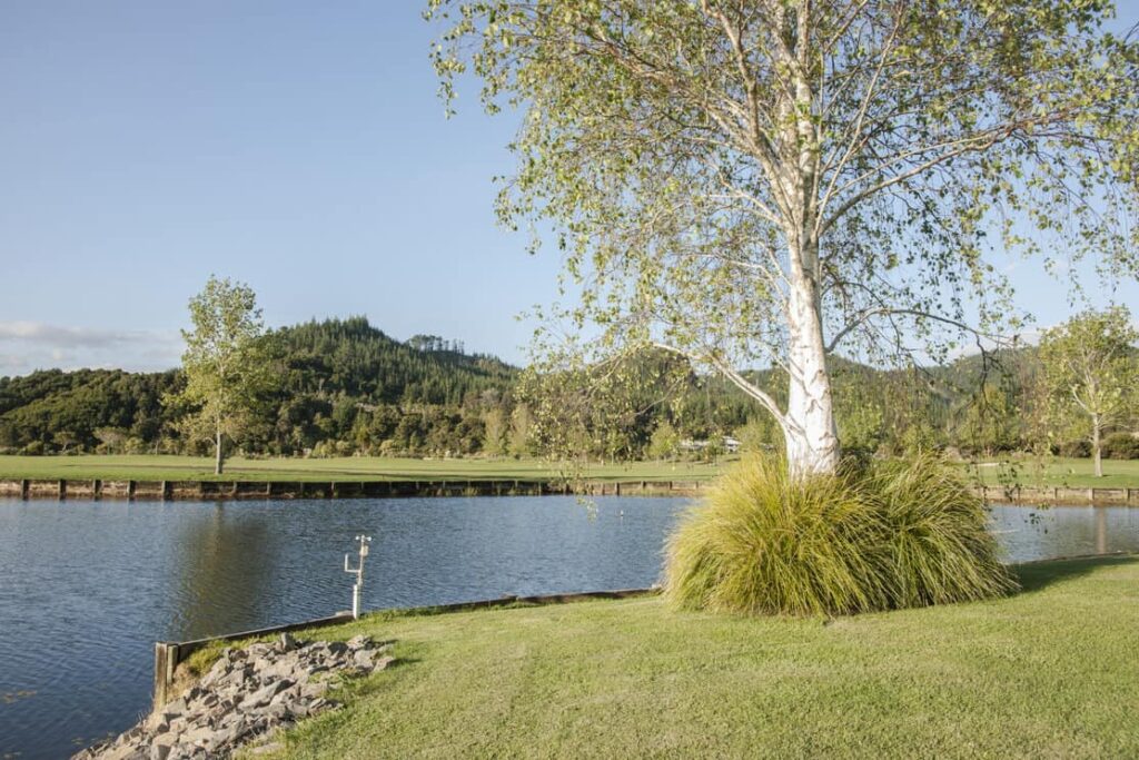 Paper birch tree on edge of water in lawn