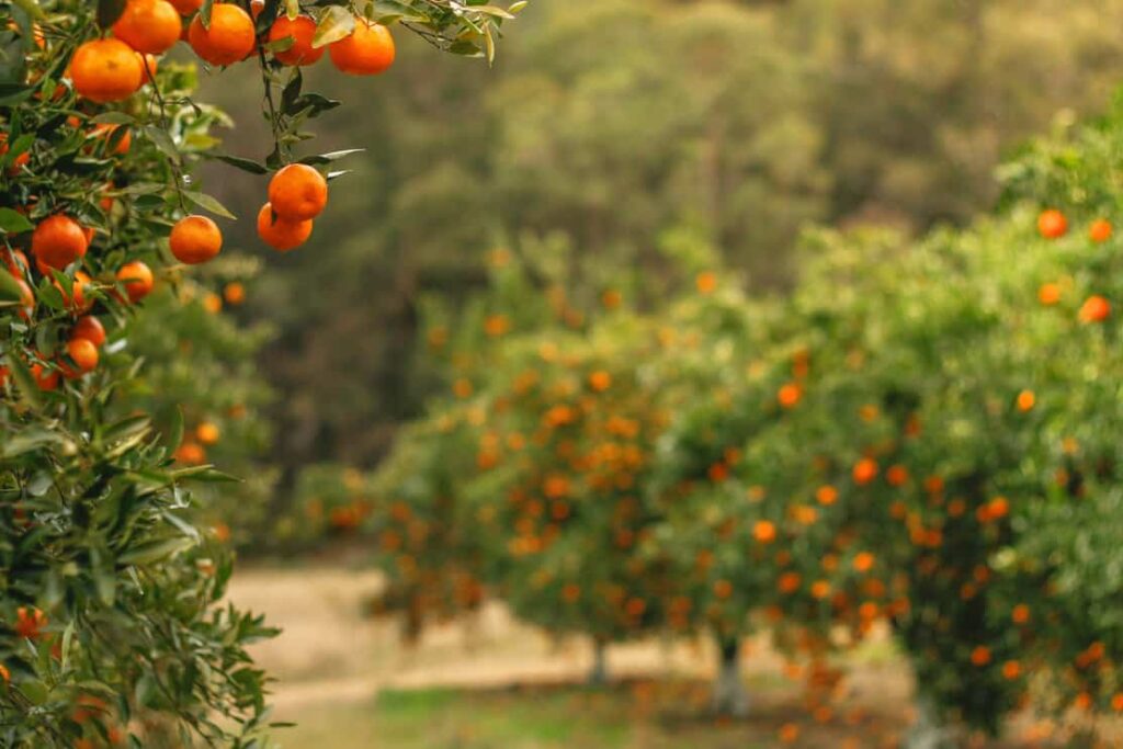 ripe oranges growing on tree in full sun