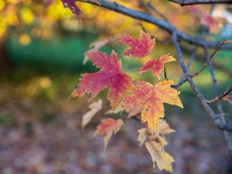 Full Sugar Maple Tree Growth Timeline (How To Grow It Fast) Tree Journey