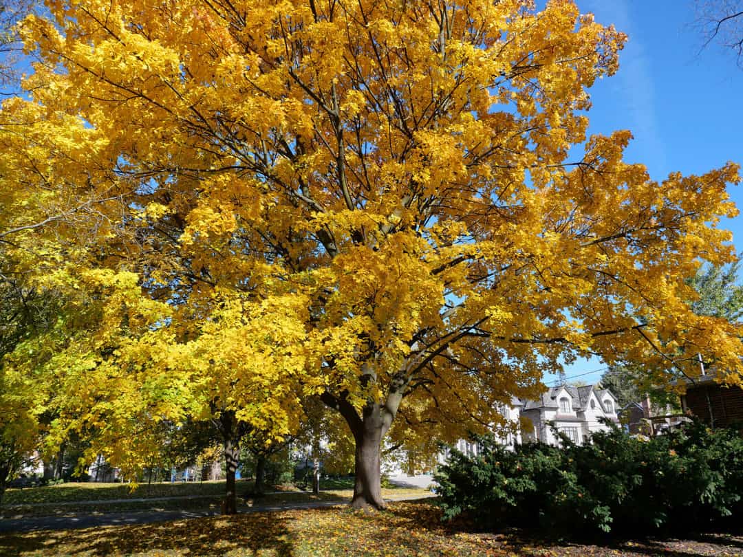 A Norway maple with bright yellow-orange fall leaves in a yard in front of a white house.