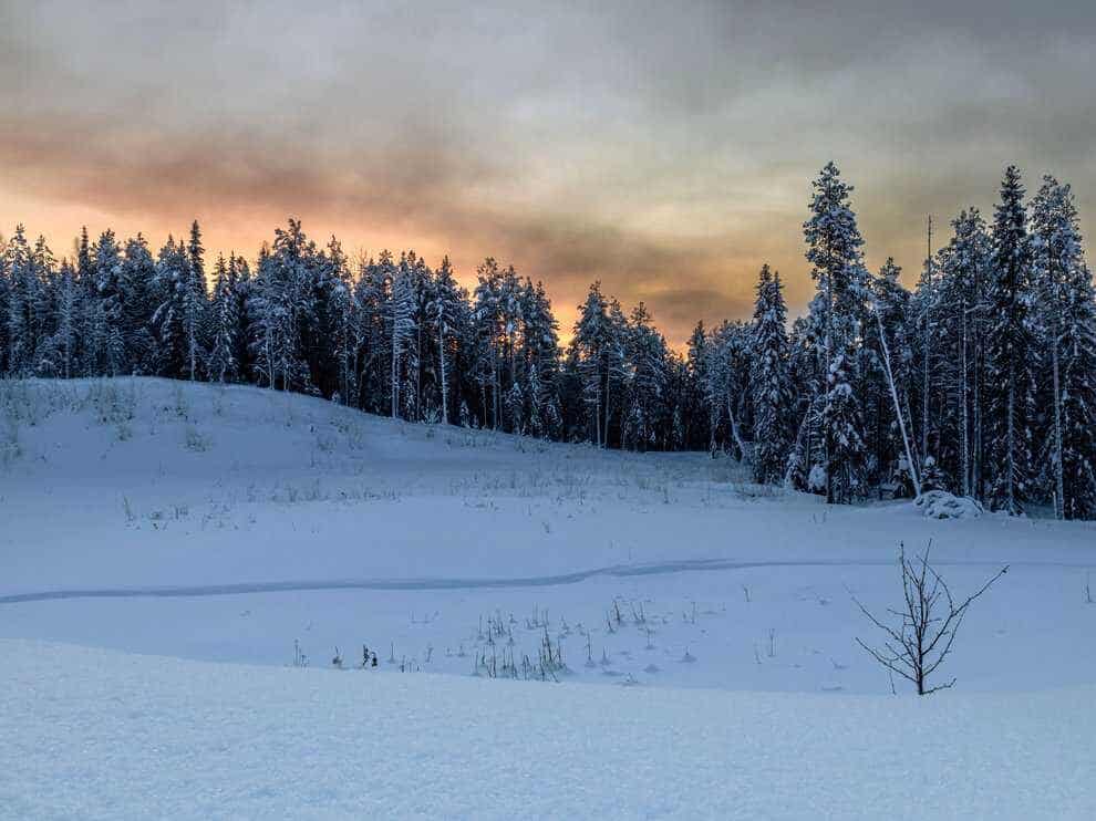 A snowy field with a row of dark evergreen trees behind on a hill with a pink sunrise behind the treeline.