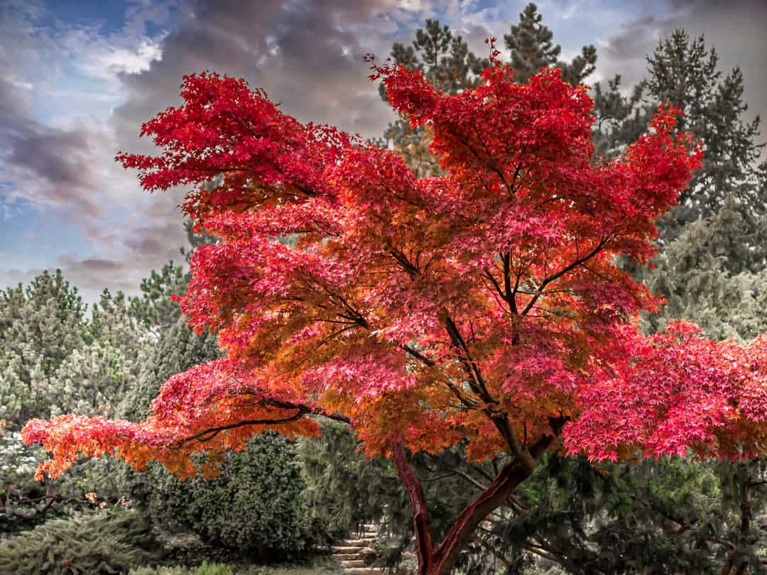 A large maple tree with red fall leaves in front of snowy evergreen trees and a cloudy sky overhead.