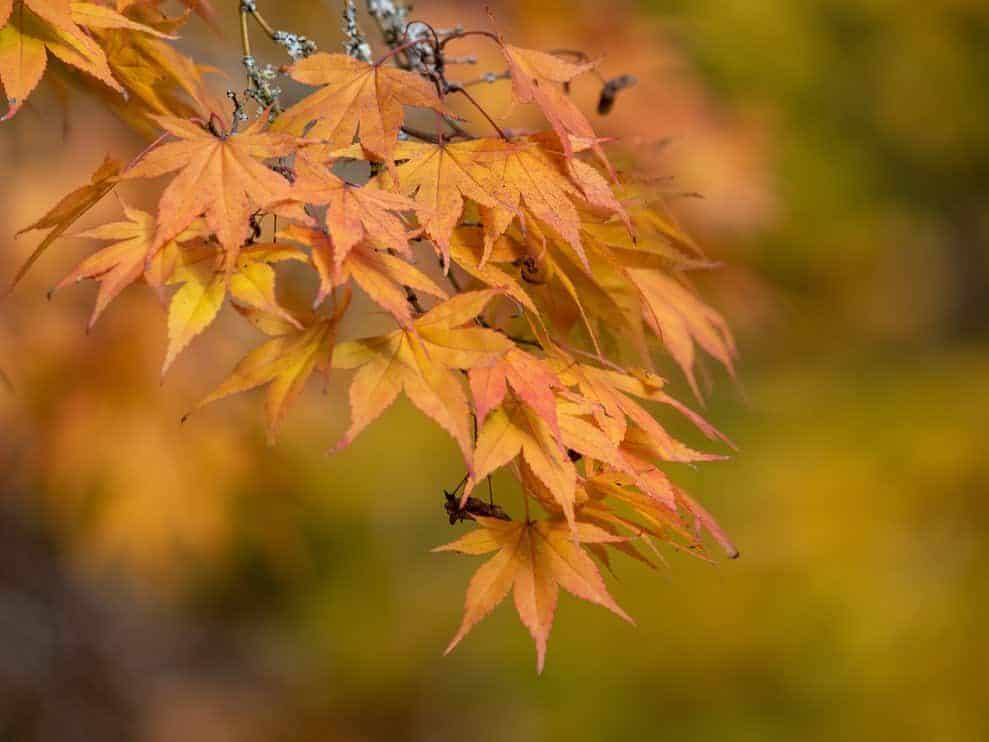 Close up of orange leaves on a Japanese maple (acer palmatum) tree in autumn