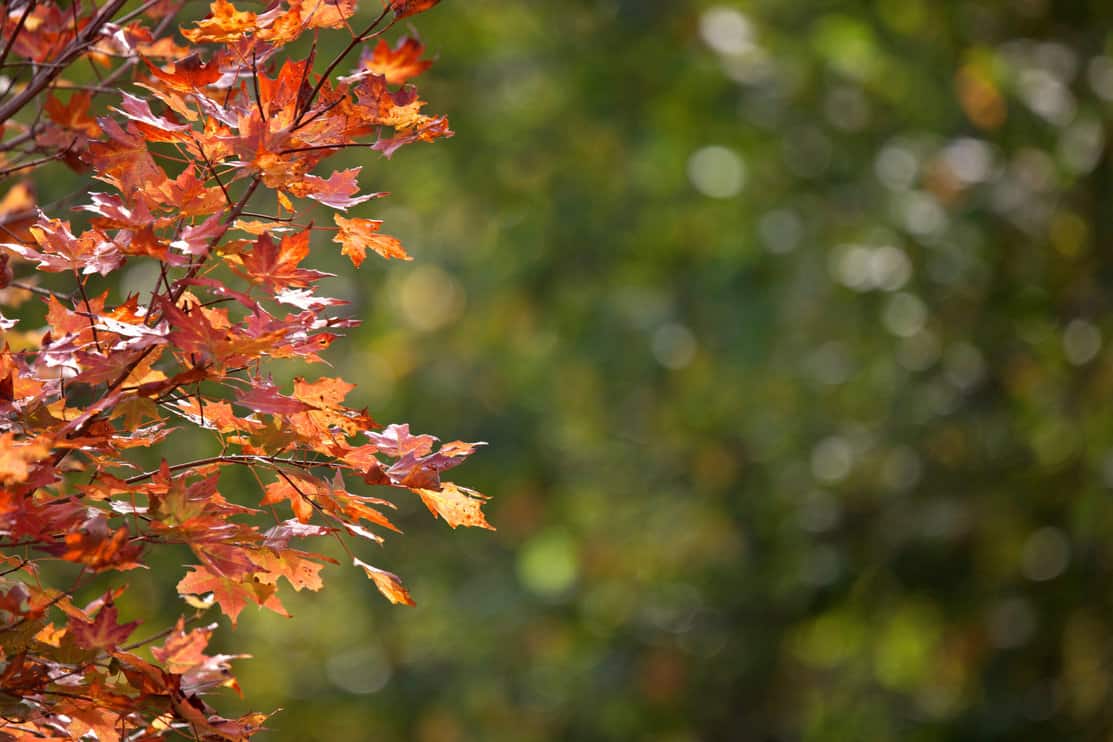 red sugar maple leaves