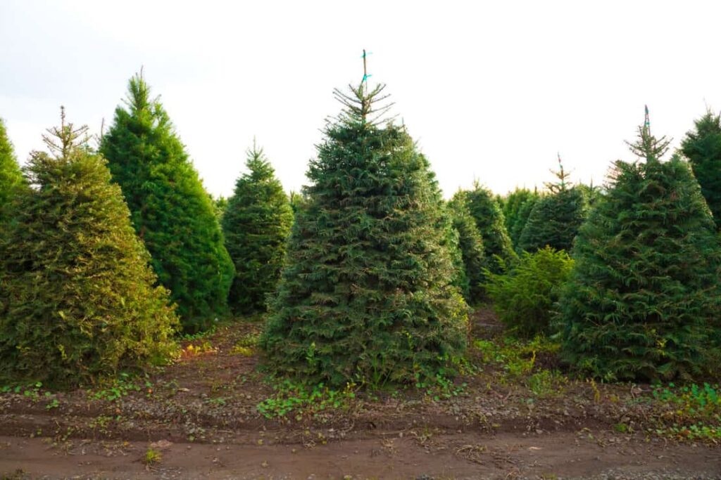 group of Christmas trees at farm