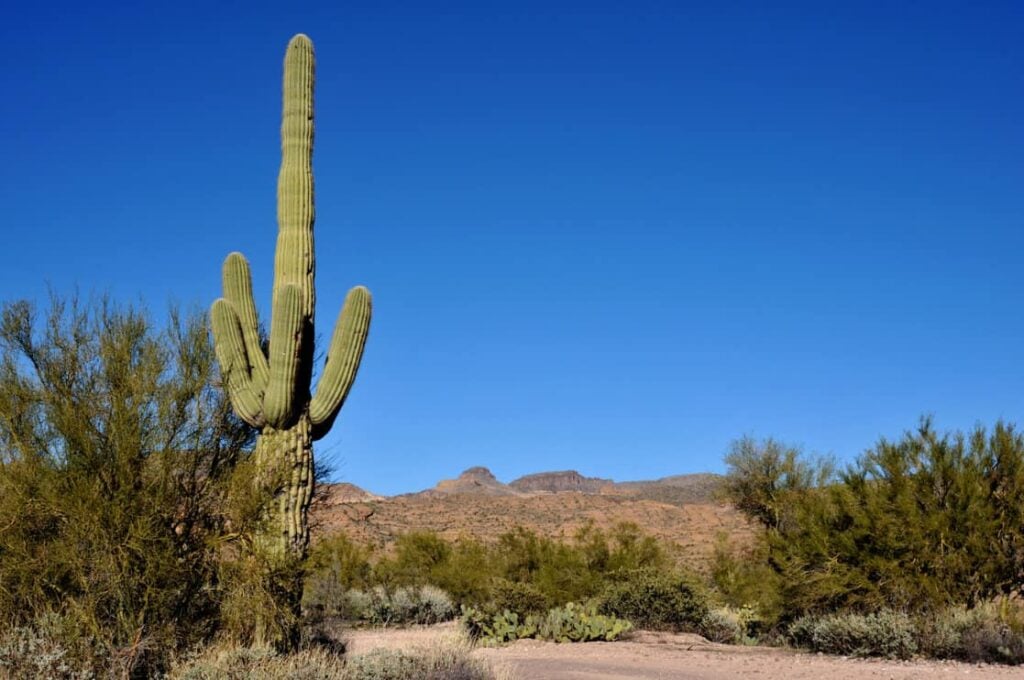 Argentine Saguaro Cactus Growing Fast On Road