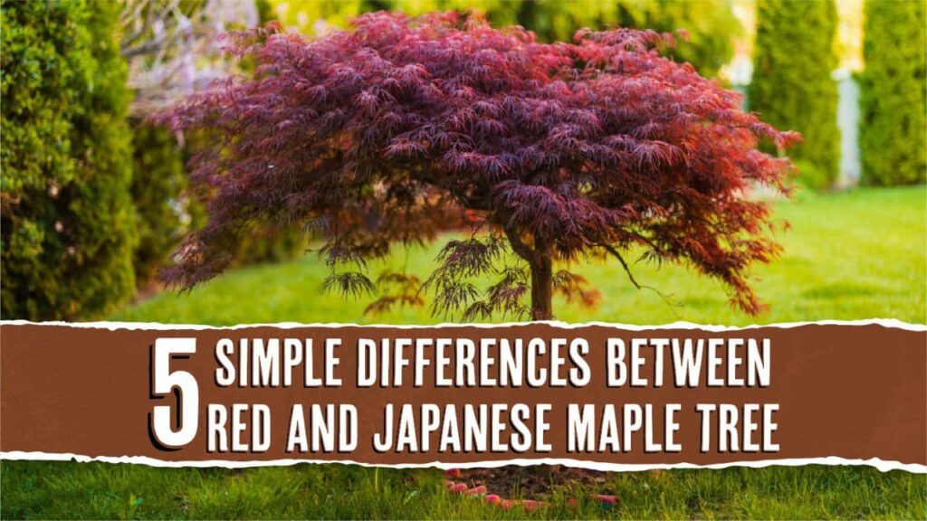 A small maple tree with dark red foliage with text overlay that reads "5 simple differences between red and Japanese maple trees."