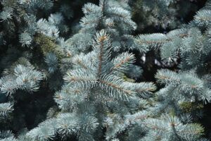 Colorado blue spruce - Latin name - Picea pungens var. glauca