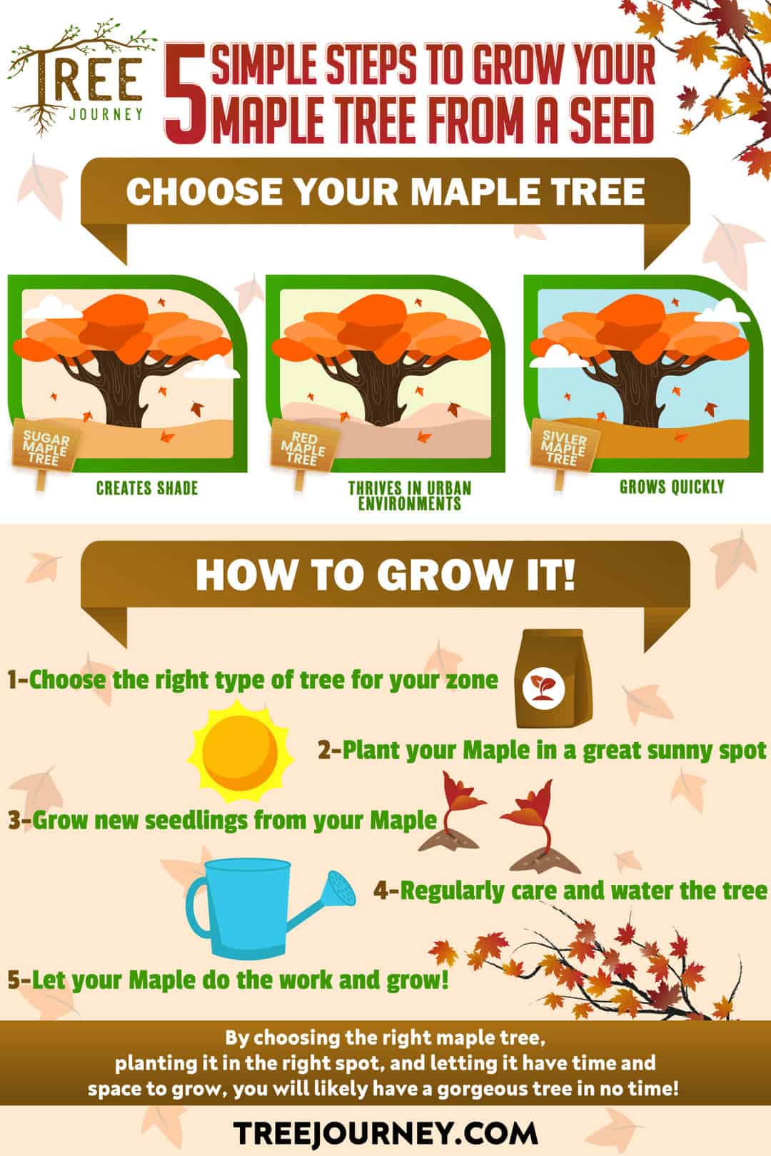 How to grow a maple tree from a seed infographic