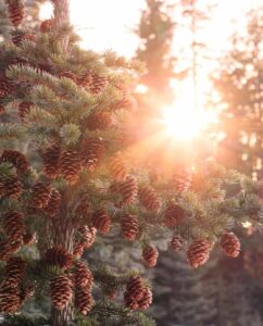Setting sun in a Sitka spruce forest causes a sun burst through the trees