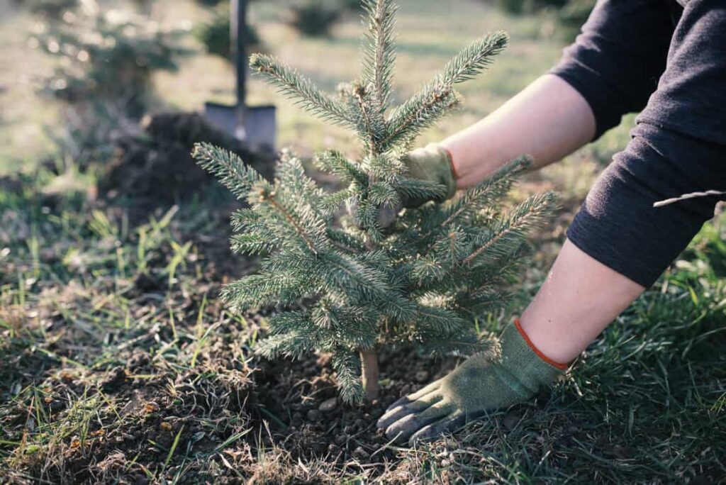Person Plating A Spruce Tree