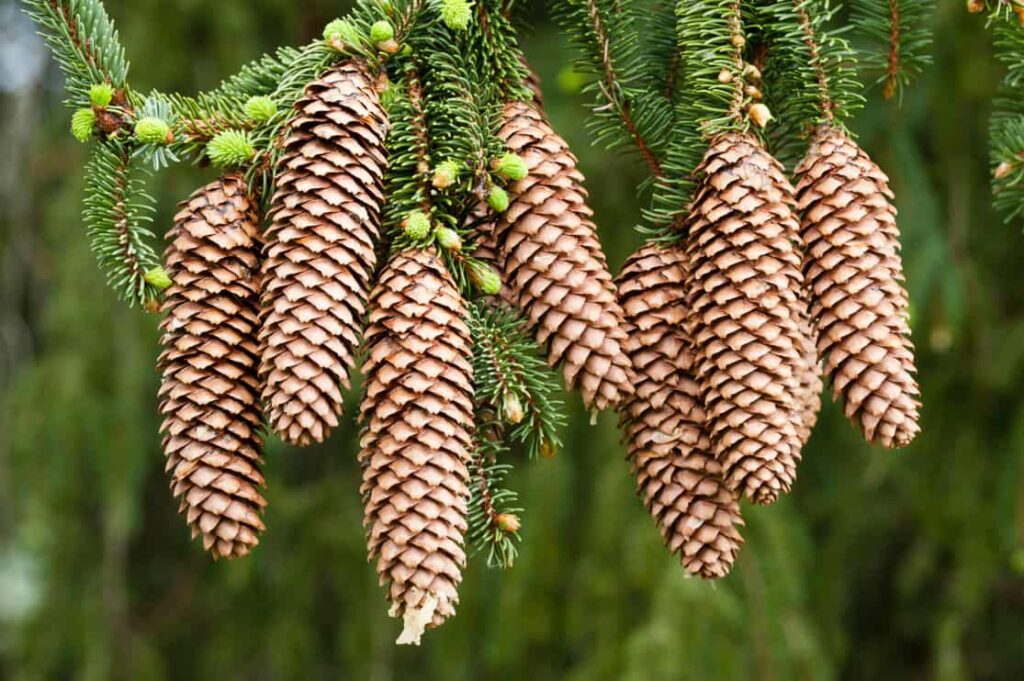 Spruce Cones Hanging in the Air