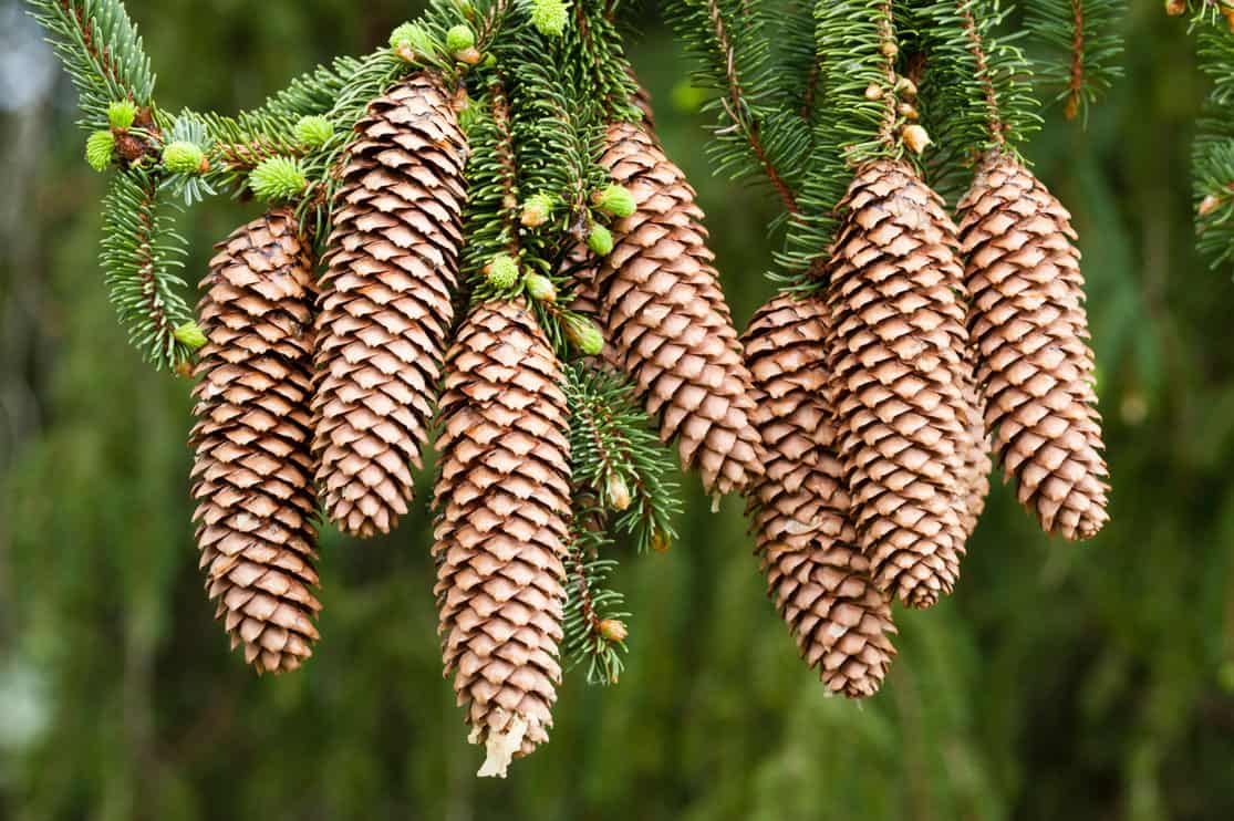 Spruce Cones Hanging in the Air