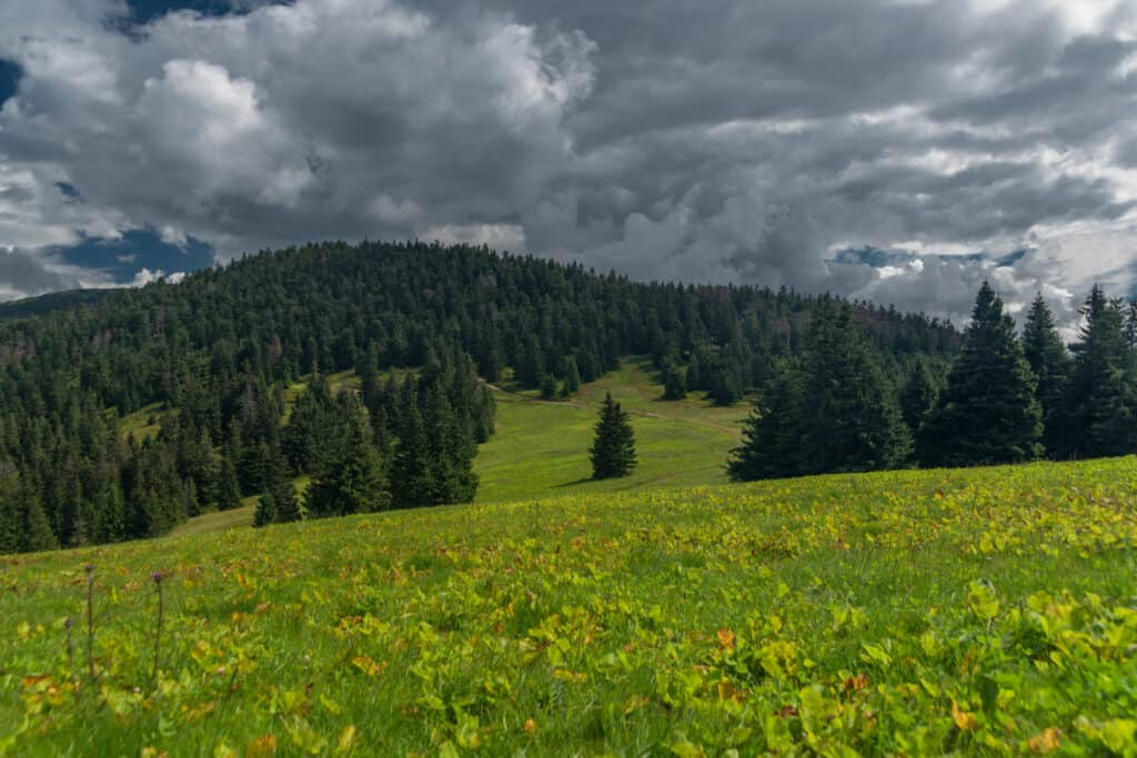 Spruce Trees In A Thriving forest